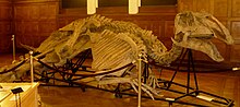 Mounted fossilized skeleton of the Late Cretaceous duck-billed dinosaur Prosaurolophus Prosaurolophus maximus1.JPG