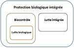 Vignette pour Protection biologique intégrée