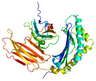 <span class="mw-page-title-main">Prolactin-induced protein</span> Mammalian protein found in Homo sapiens