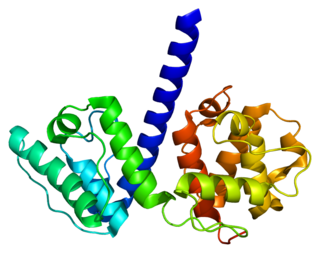 <span class="mw-page-title-main">Plectin</span> Mammalian protein found in Homo sapiens