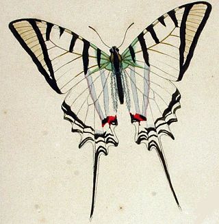 <i>Protesilaus protesilaus</i> Species of butterfly