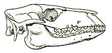 Protylopus petersoni skull.jpg