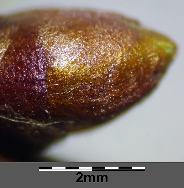 File:Prunus ×eminens sl31.jpg