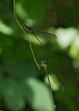 Yellow-Striped Blue Dart Pseudagrion indicum mating attempt