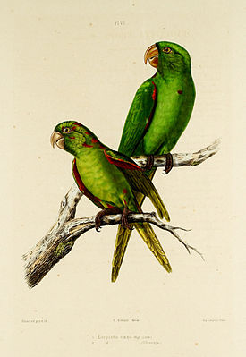 Kuubalainen papukaija (edessä) ja Haiti -papukaija (takana), jonka on maalannut Charles Émile Blanchard (1819–1900)