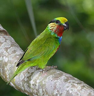 Fig parrot Tribe of birds