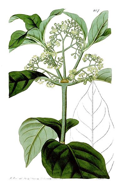 File:Psychotria elliptica.jpg