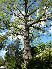 Pterocarya stenoptera - vieil arbre.JPG