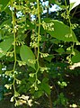 Pterostyrax hispida 2015-05-29 OB 018.jpg