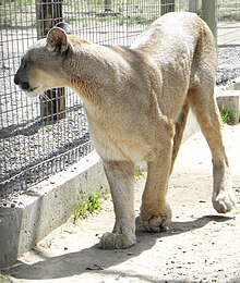 Puma concolor puma 1.JPG