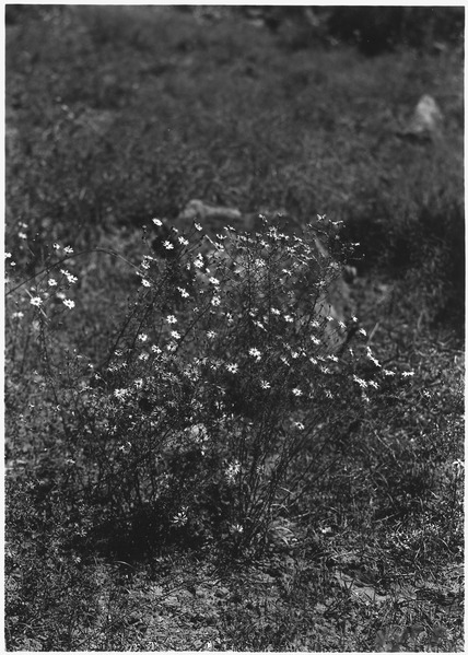 File:Purple Asters - Blue Asters. Flowers blue with yellowish brown centers. - NARA - 520514.tif