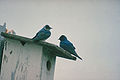 Pair, Fern Ridge Reservoir, Oregon