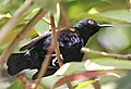 Purple Sunbird- Breeding Male- See the orange arm pit- I IMG 7808.jpg