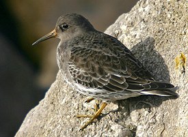 Paarse strandloper New Brighton.jpg