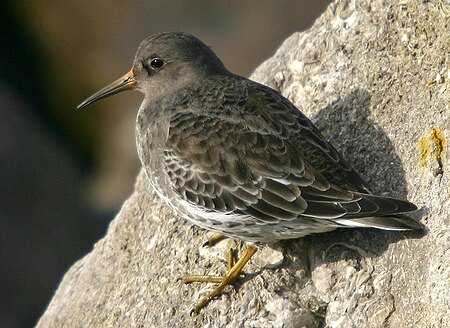 Tập_tin:Purple_sandpiper_New_Brighton.jpg