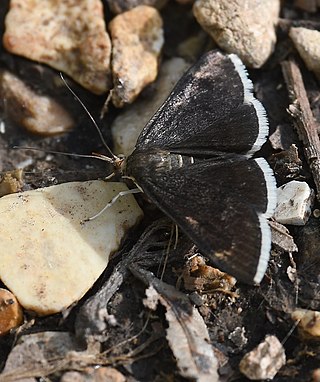 <i>Pyrausta niveicilialis</i> Species of moth