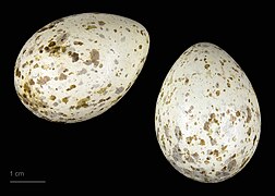 Pyrrhocorax pyrrhocorax (museum specimens) (red-billed chough ssp. erythroramphus)