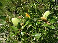 Miniatura para Quercus chrysolepis