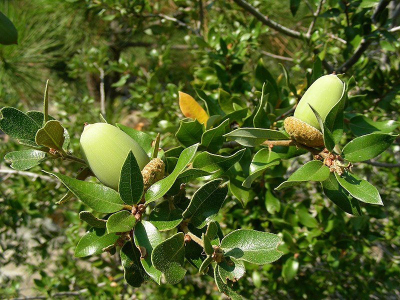 File:Quercus chrysolepis acorns.jpg