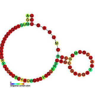 <span class="mw-page-title-main">Small nucleolar RNA R43</span>