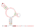 Thumbnail for Fibro-purF RNA motif