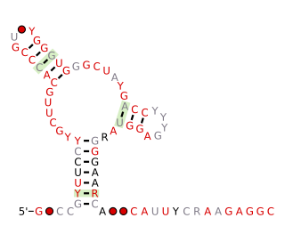 <span class="mw-page-title-main">Fibro-purF RNA motif</span>