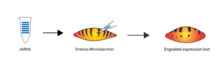 An overview of RNA interference (RNAi) embryonic injection method RNAi-overview-embryo.png