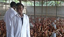 A student, taking practical lessons at the University Poultry Farm RU Student in Poultry Farm.jpg