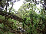 Forêt du mont Kenya, Kenya
