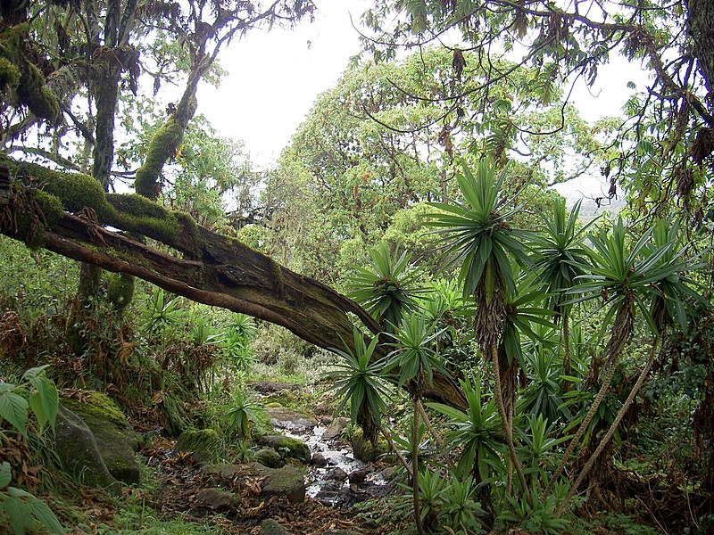 File:Rain forest around Mt Kenya 2.JPG