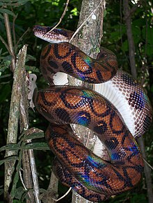 Rainbow boas get their name from the coloration of their scales caused by iridescence. Rainbow boa peruvian.jpg