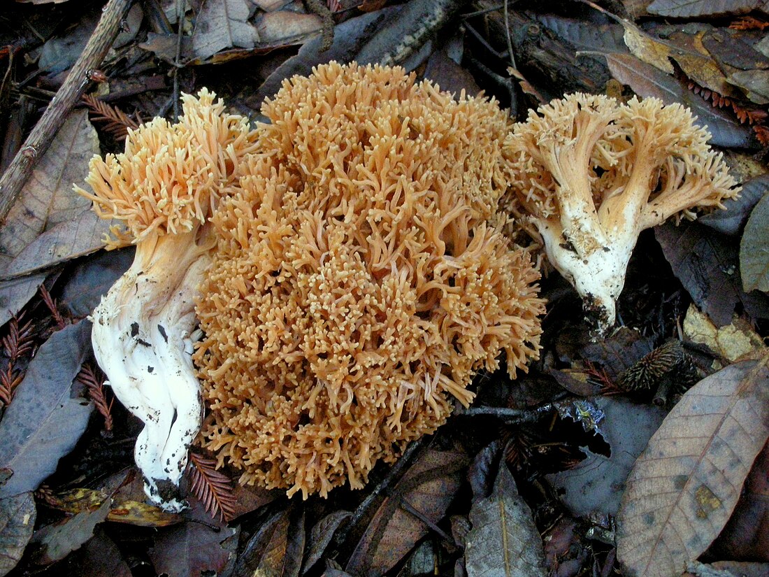 Ramaria gelatinosa