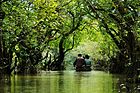 Ratargul Swamp Forest, Sylhet..jpg