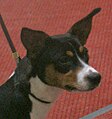 American Rat Terrier, tricolor