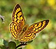 Rauparaha's copper (mokarakare) butterfly (cropped).jpg