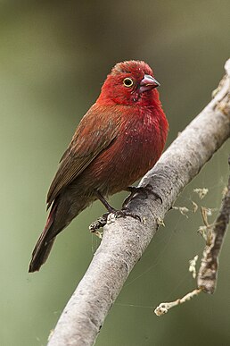 Амарант червонодзьобий (Lagonosticta senegala)