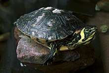 Red-eared slider × kuning-bellied slider pada rock.jpg