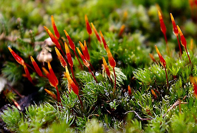 Image: Red Moss