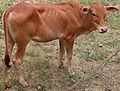 Thumbnail for File:Red Chittagong cattle, Bangladesh (2).jpg