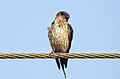 Red rumped swallow (Scientific name- Cecropis daurica) 10.jpg