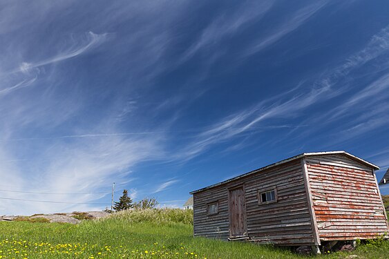 A red shed stands alone in a grass field on a summer day in Newfoundland.