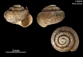 <i>Reticulapex</i> Genus of gastropods