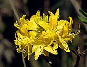 Rhododendron luteum  