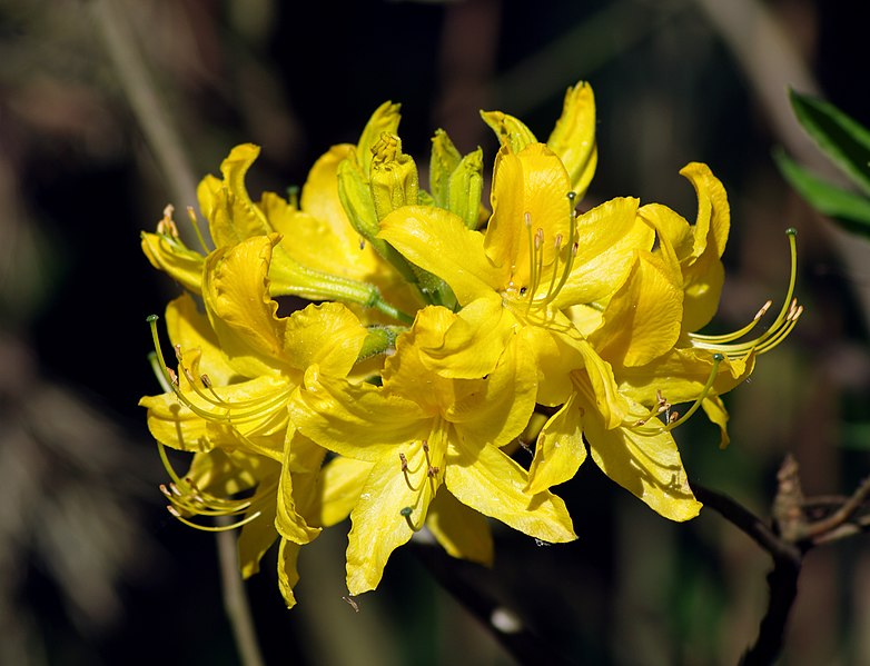 File:Rhododendron luteum (flower).jpg