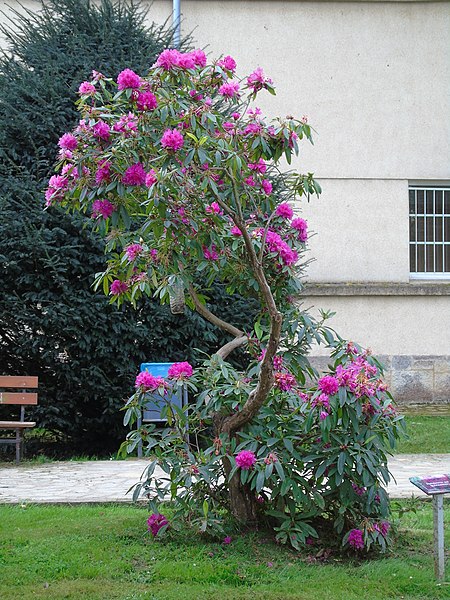File:Rhododendron sp.014 - Ribadeo.jpg
