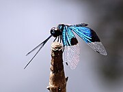 Rhyothemis resplendens 4814.jpg