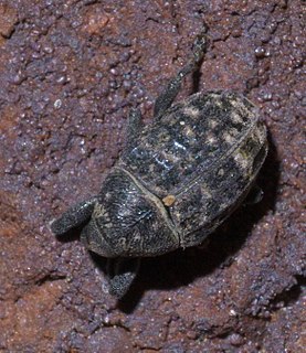 <i>Rhyssomatus</i> Genus of beetles