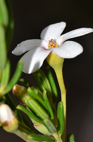 <i>Ricinocarpos cyanescens</i> Species of shrub