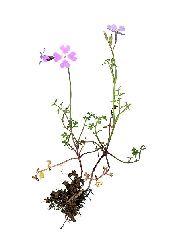 Ricotia lunaria