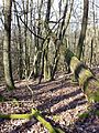 Wald mit hohem Totholzanteil